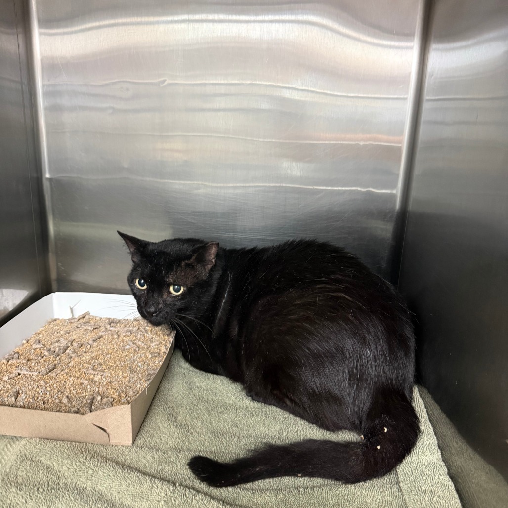 PERSE - Domestic Shorthair available for adoption