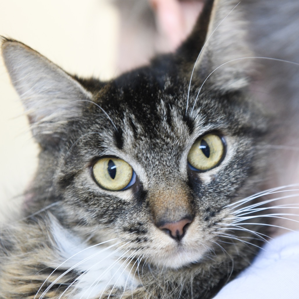 Liliana - Domestic Medium Hair