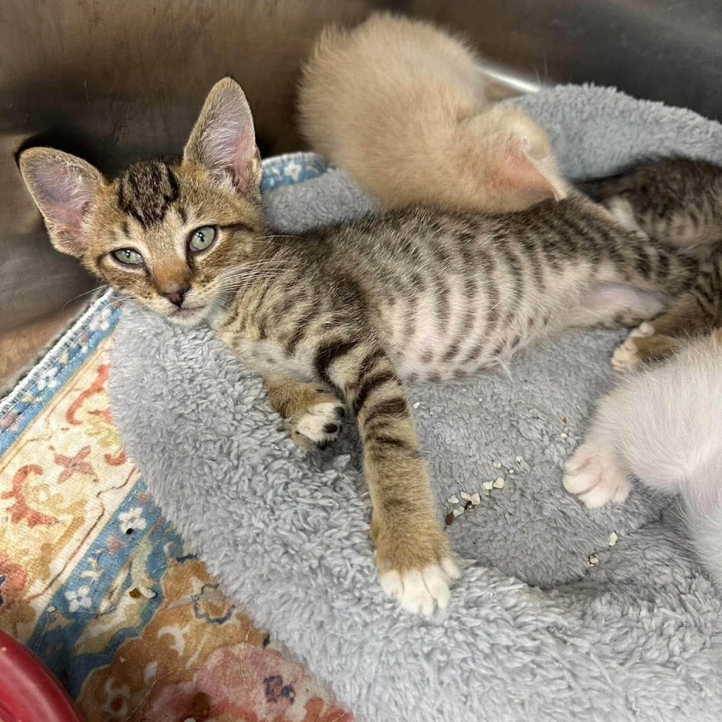 PEPPER-AT PETSMART MADISON EAST - Domestic Shorthair available for adoption