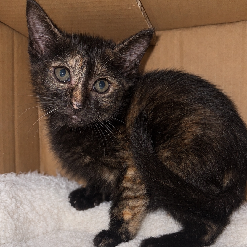BABY BEATRICE - Domestic Shorthair available for adoption