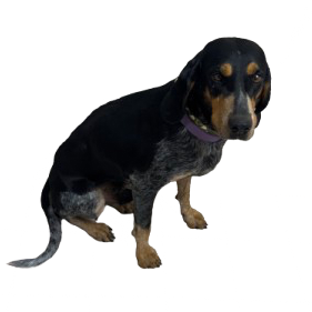 Tusc Stray 81544