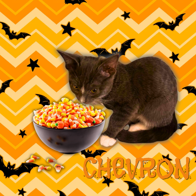CHEVRON - Domestic Shorthair available for adoption