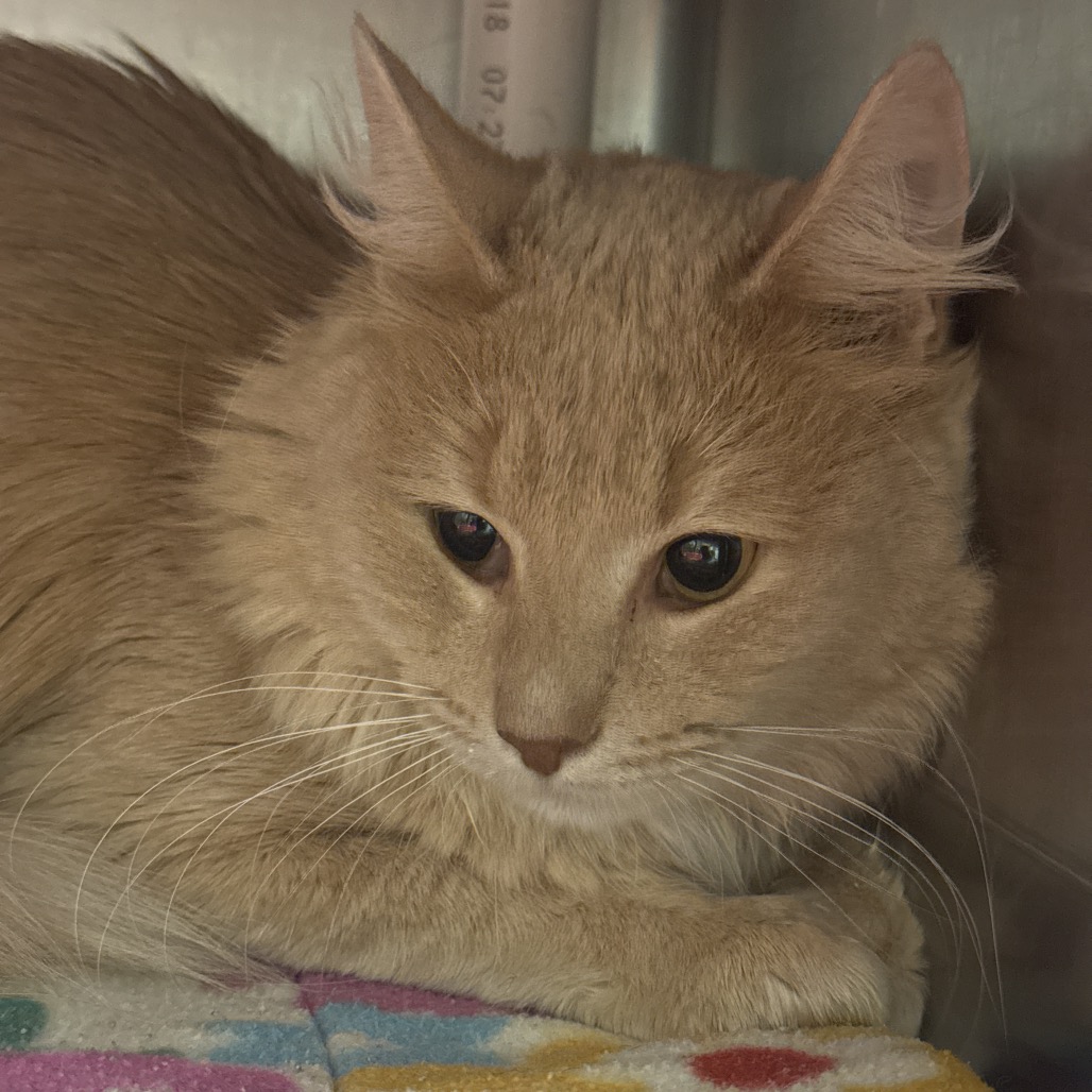 Zapdos — thumbnail 2