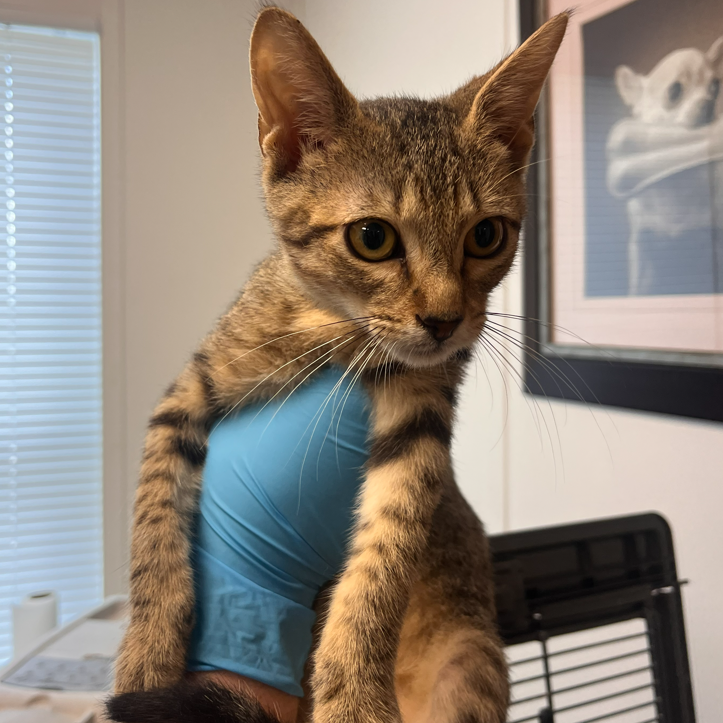 JIMMY - Domestic Shorthair / Mix available for adoption