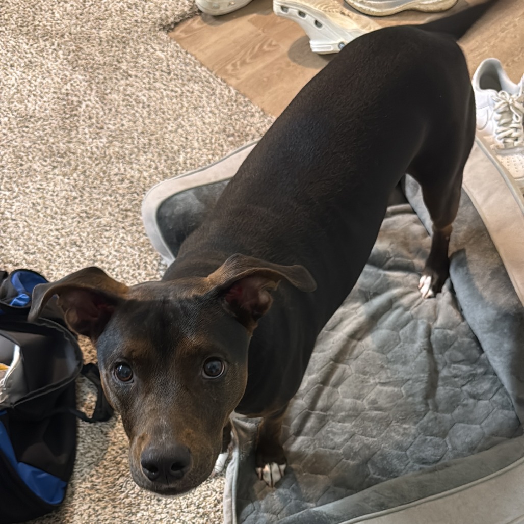 APOLLO - Retriever, Labrador / Mix available for adoption
