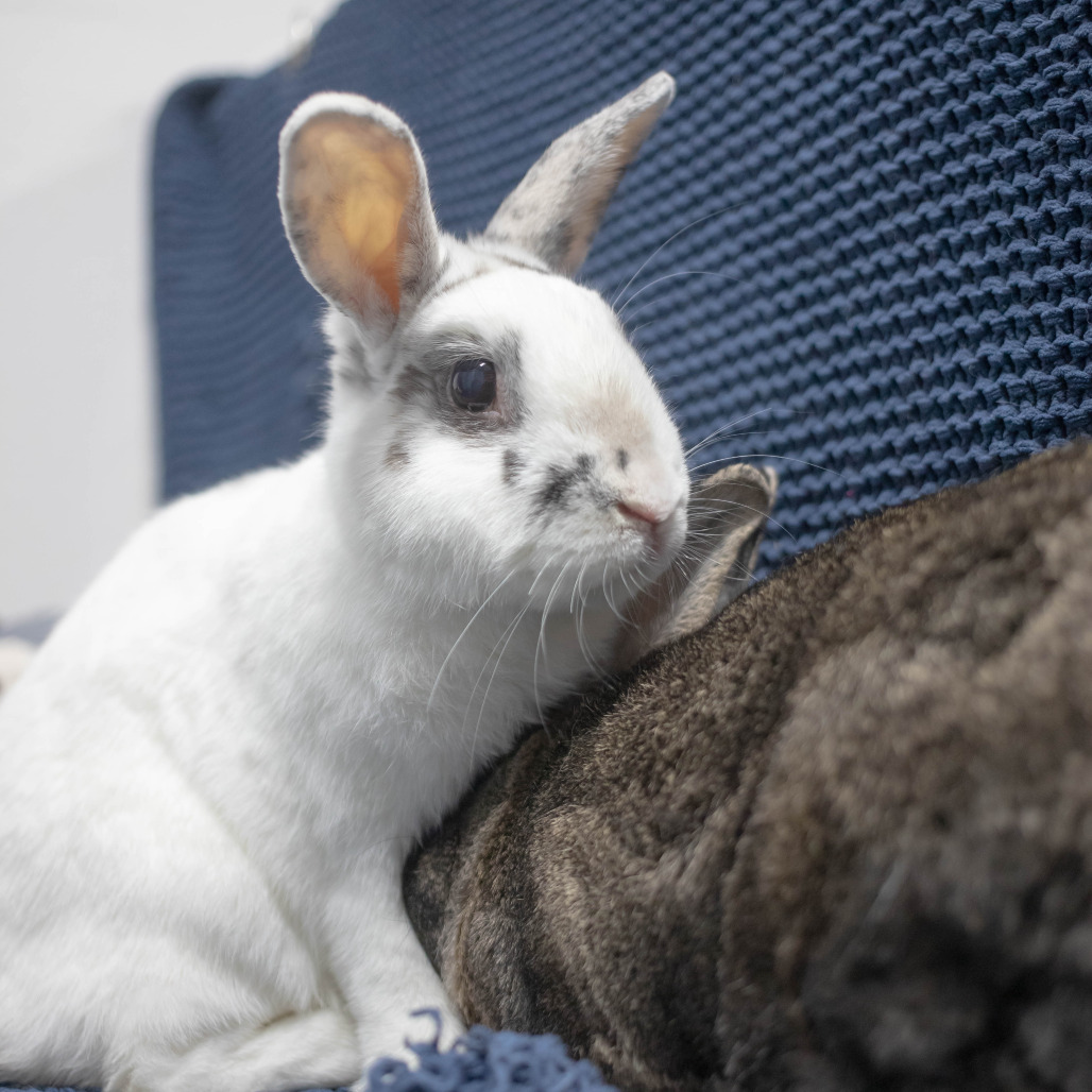 Pippa (bonded to Bowie), photo 10