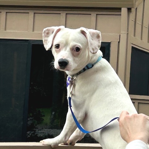 Ernie — thumbnail 4