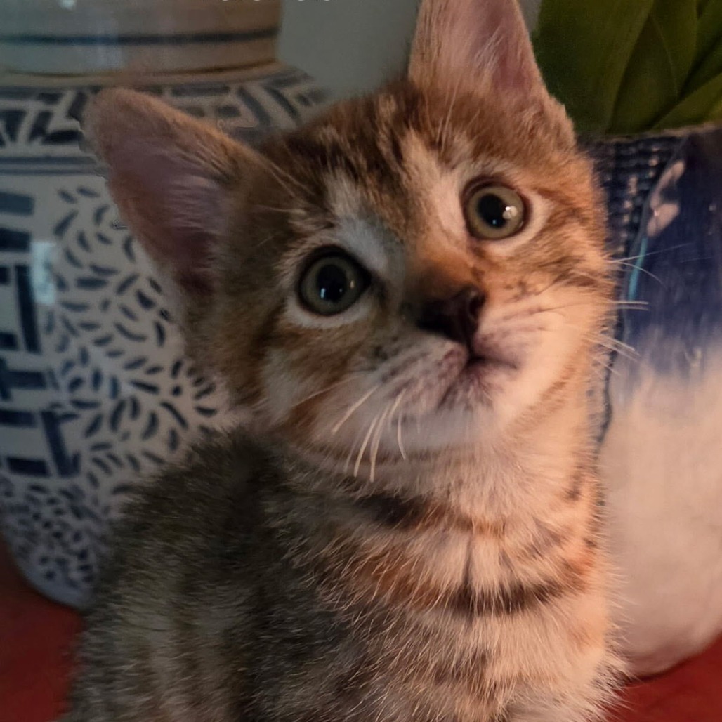 VALENCIA - Domestic Shorthair available for adoption
