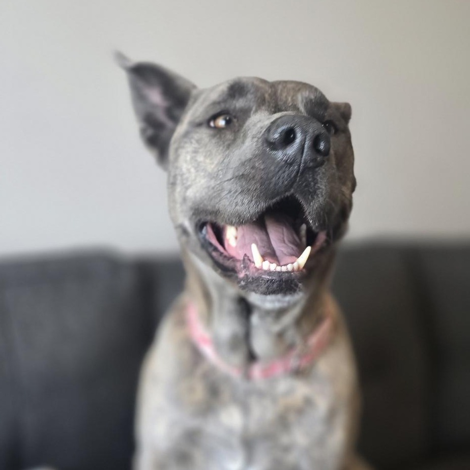 Layla, photo 16