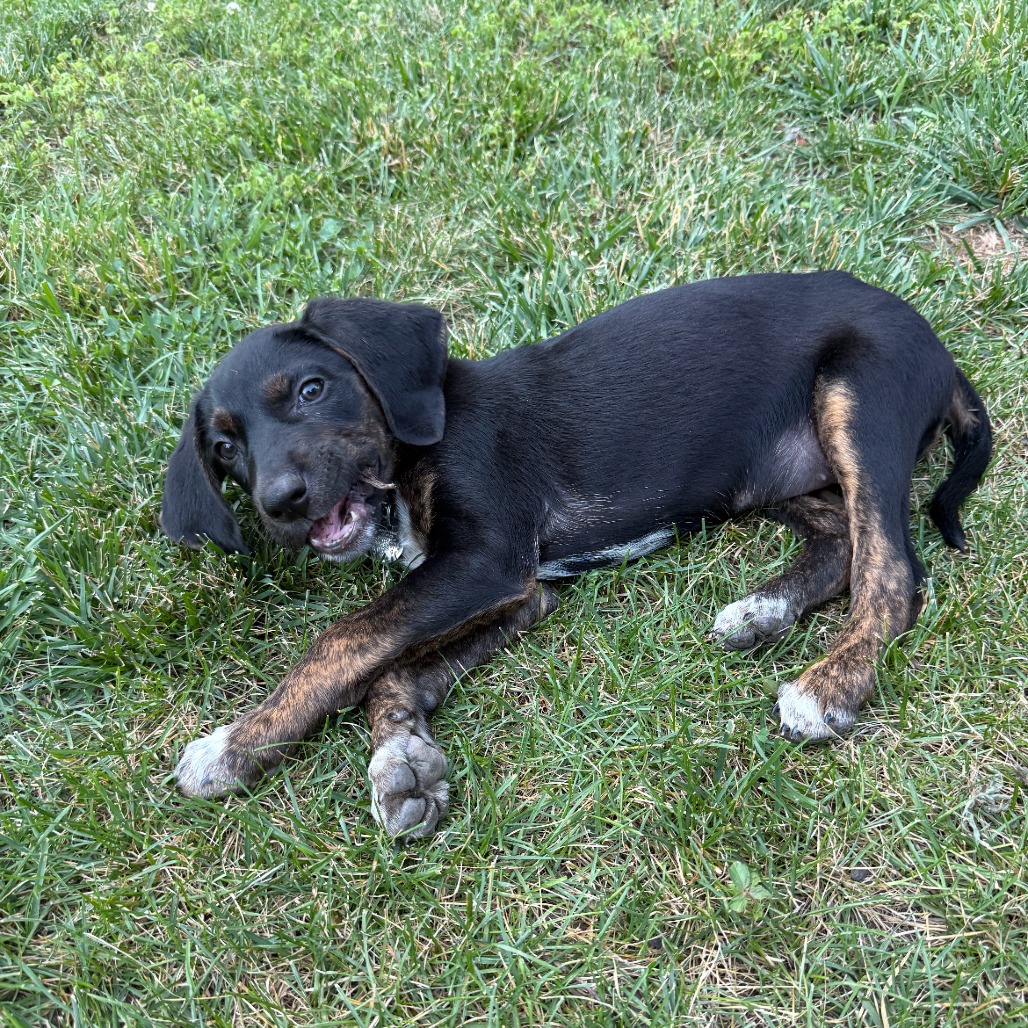 IVY - Hound / Mix available for adoption