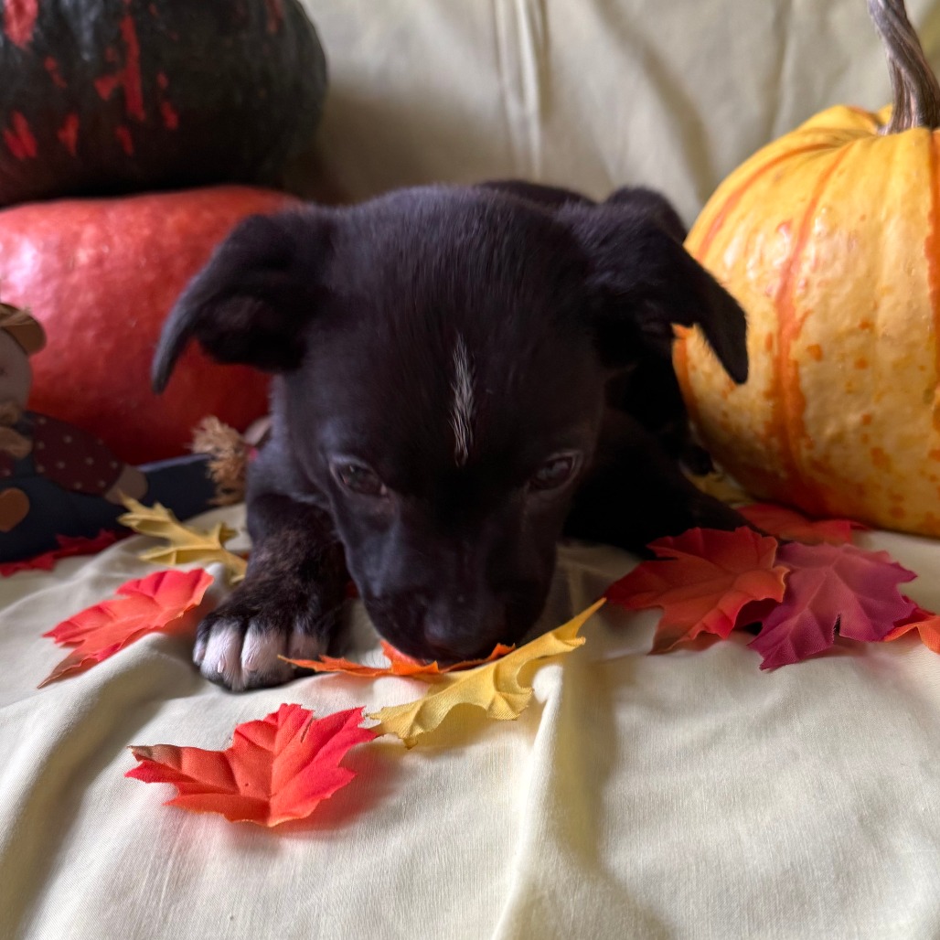 Waylon, photo 5