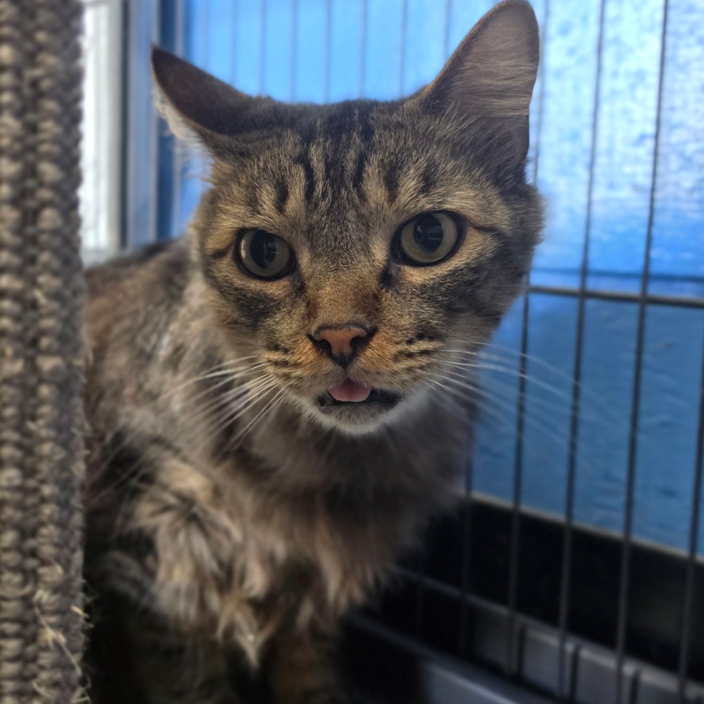 Dakota * Bonded with Atlas * Costa Mesa Location, photo 11