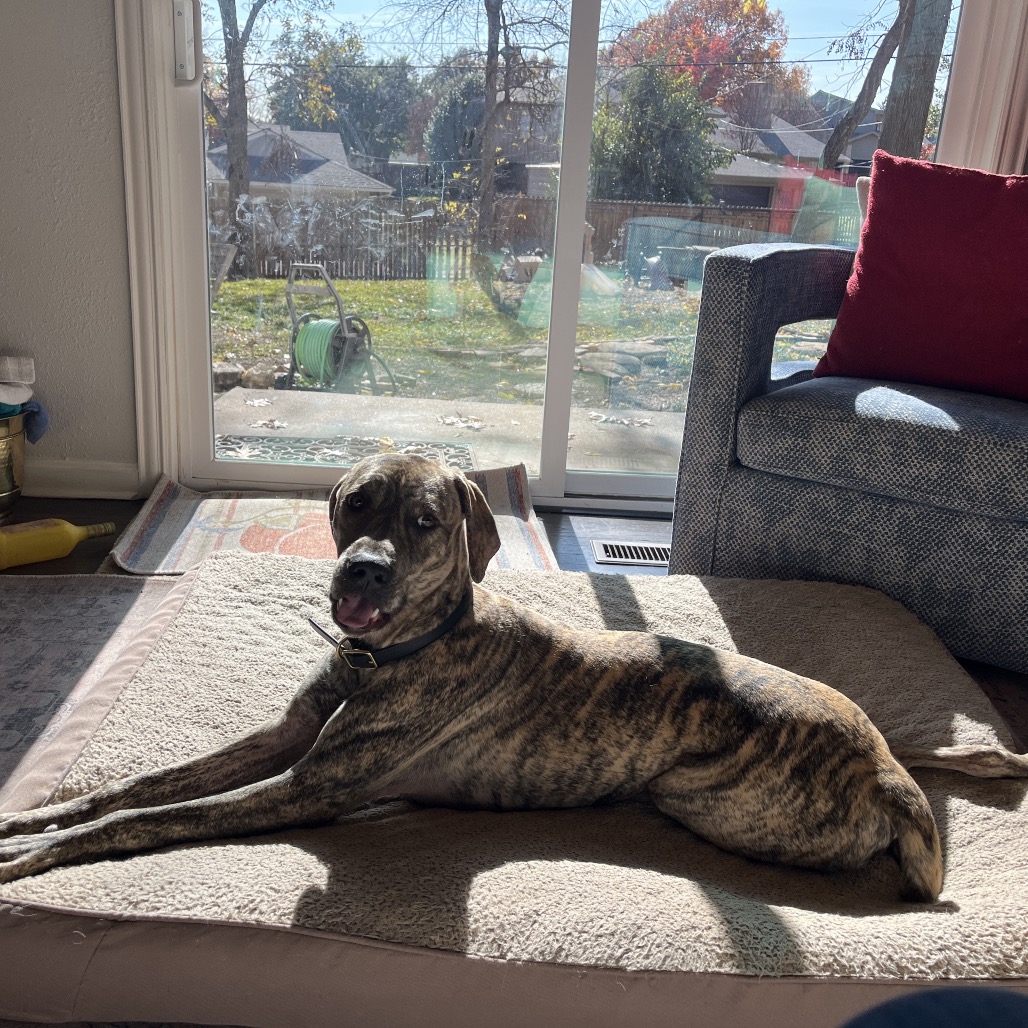 Tillie, photo 7