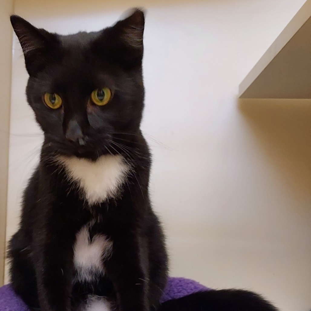 BISCUITS - Domestic Shorthair available for adoption