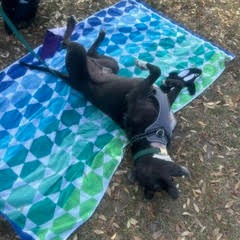 Frank, photo 11
