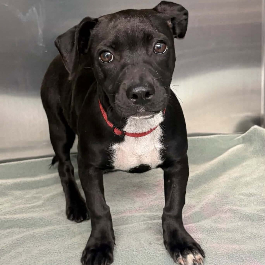 FOSTER NEEDED - Bessie