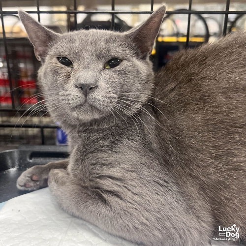 RIGATONI - Domestic Shorthair available for adoption