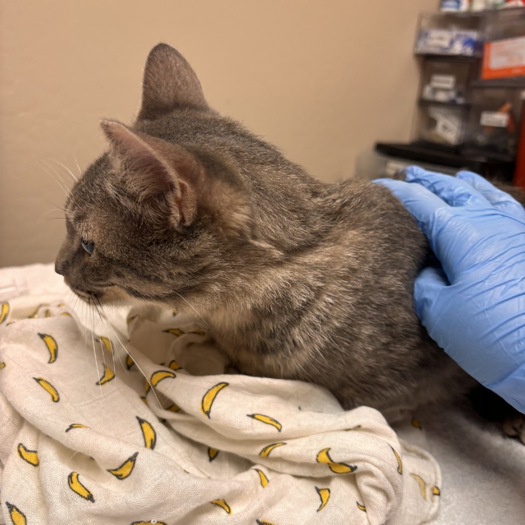 Monkey Bread picture #2