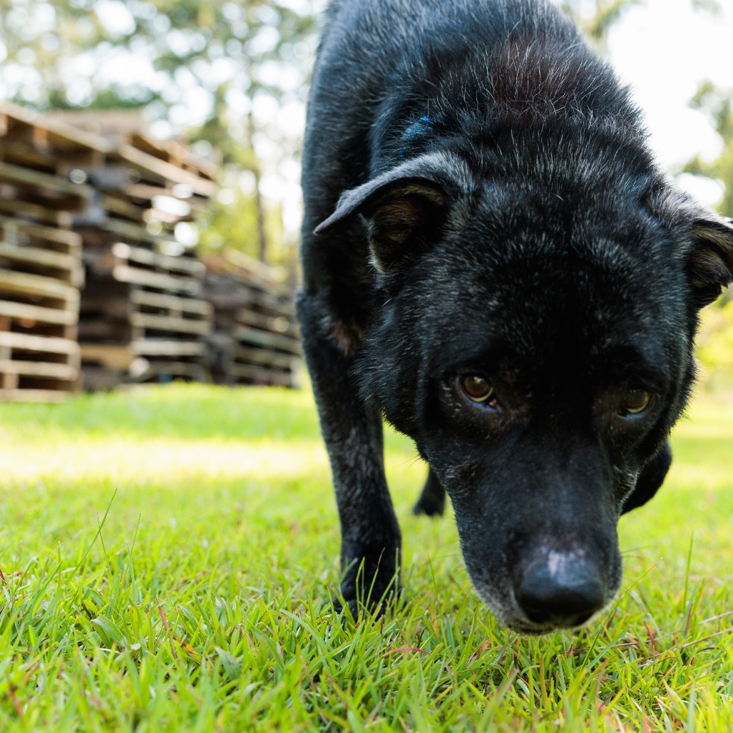 Dozer, photo 21