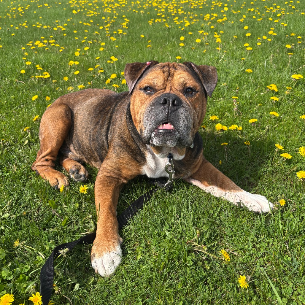 Mr. Worldwide is available for adoption at Elmbrook Humane Society