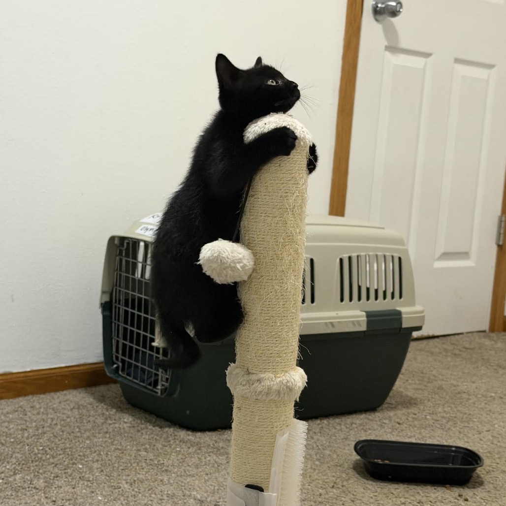 Cat Benatar C12279