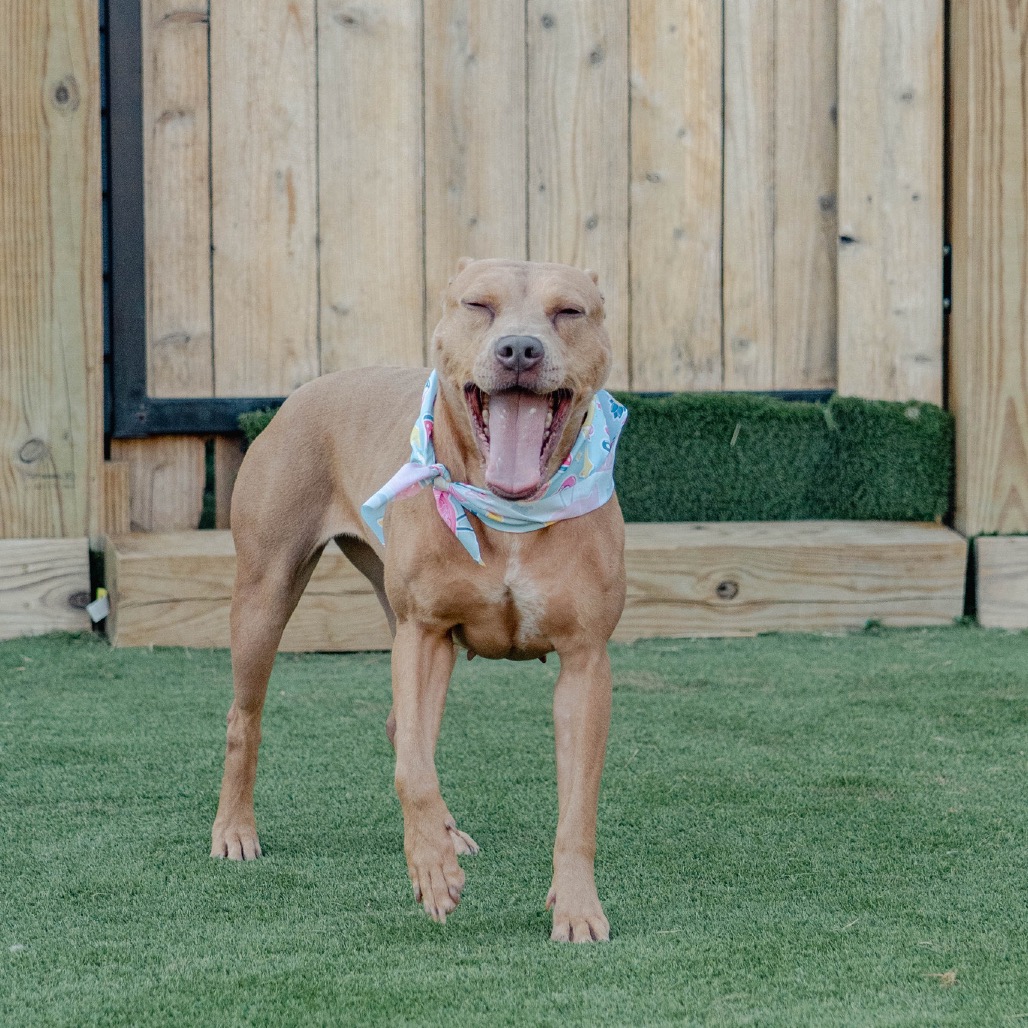 Hebe Magnolia (formerly Lil Mama), photo 9