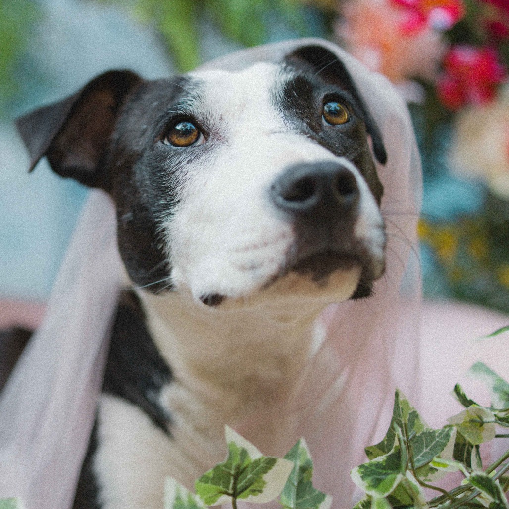 Dolly — thumbnail 4