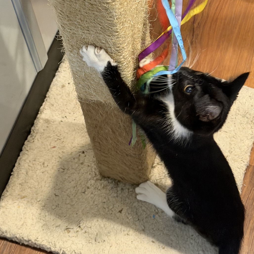 INKY - Domestic Shorthair available for adoption