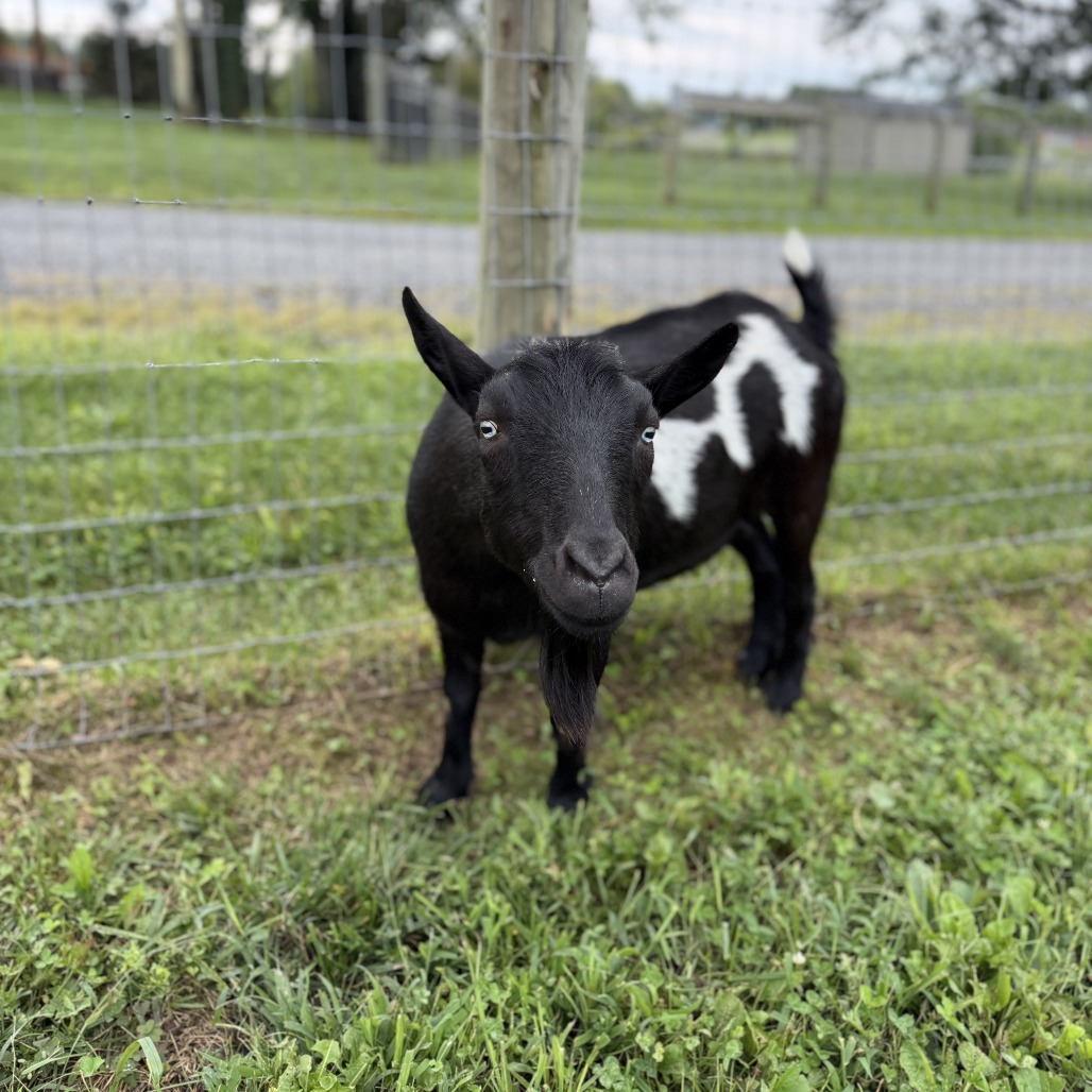 TYSON - Nigerian Dwarf available for adoption