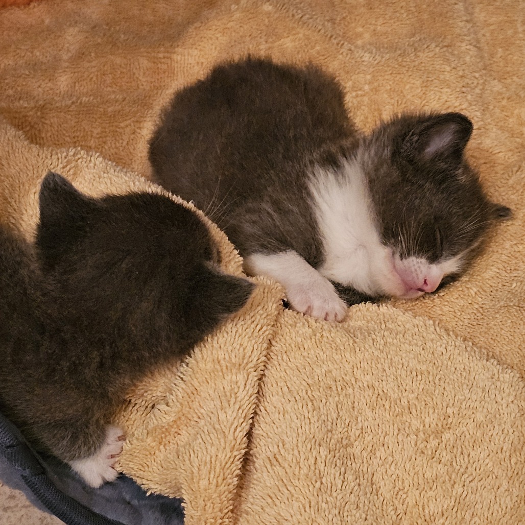 Zeus picture #5