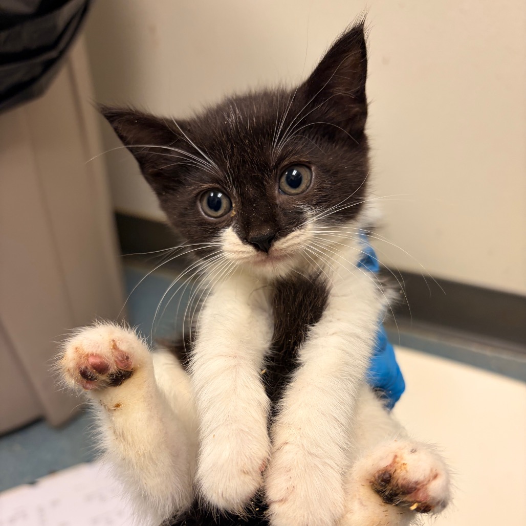 GWEN BABY 4 - Domestic Shorthair available for adoption