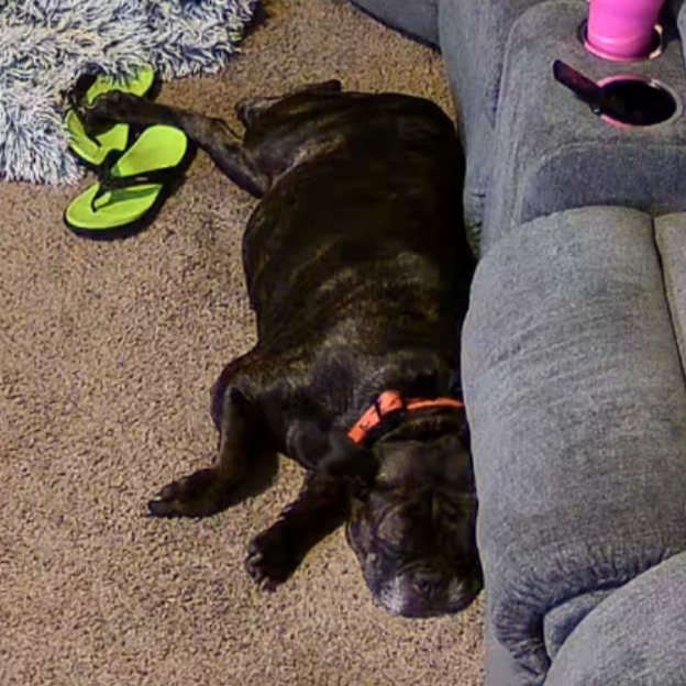 Pepper, photo 10