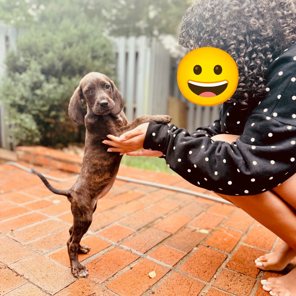 Rebecca Pup - Bianca, photo 2