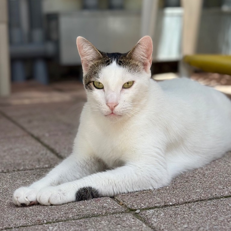 Close-up photo of Scampi