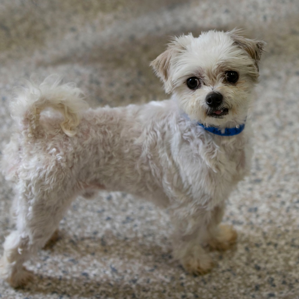 LIL OAK (AG26-39) - Maltese available for adoption