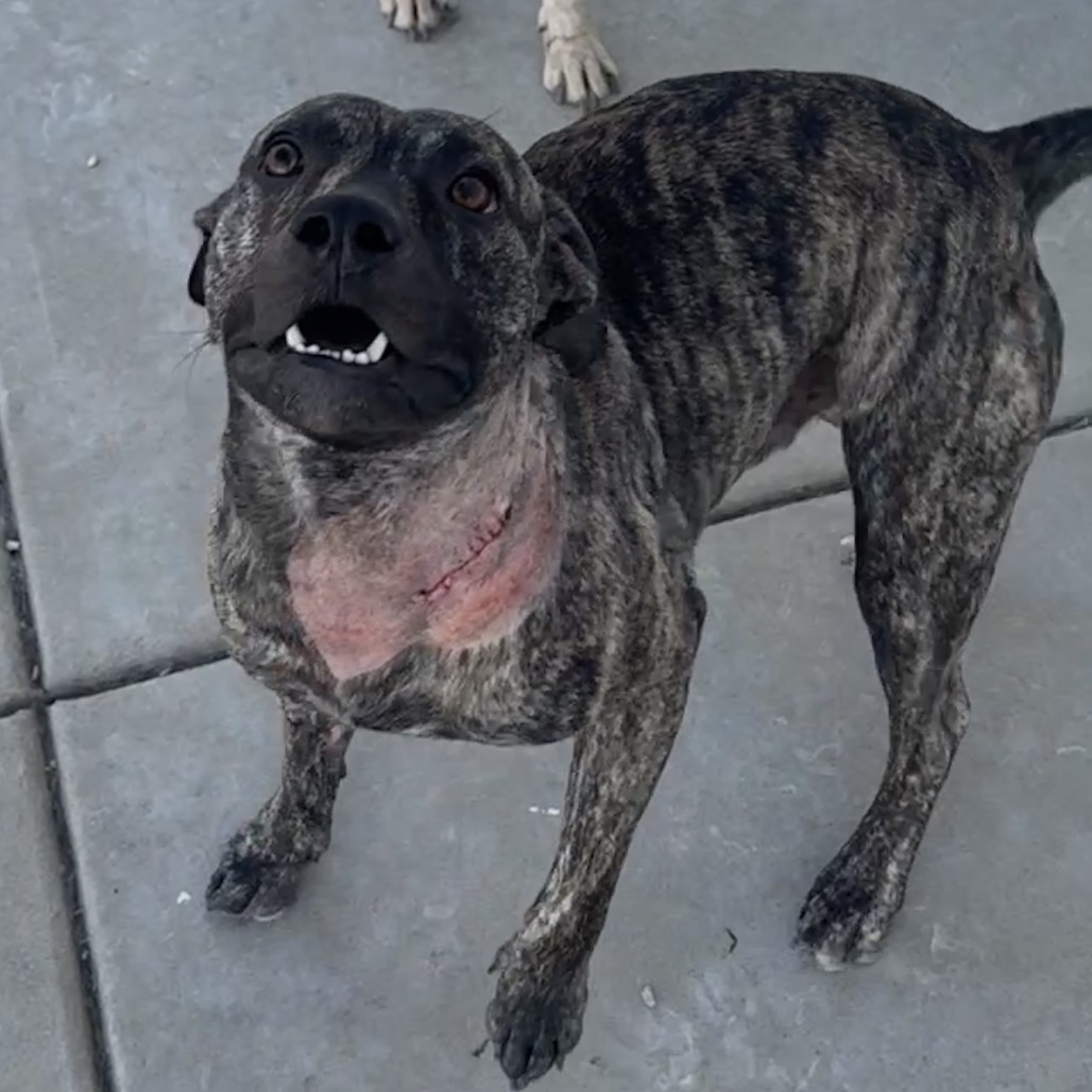 Denny