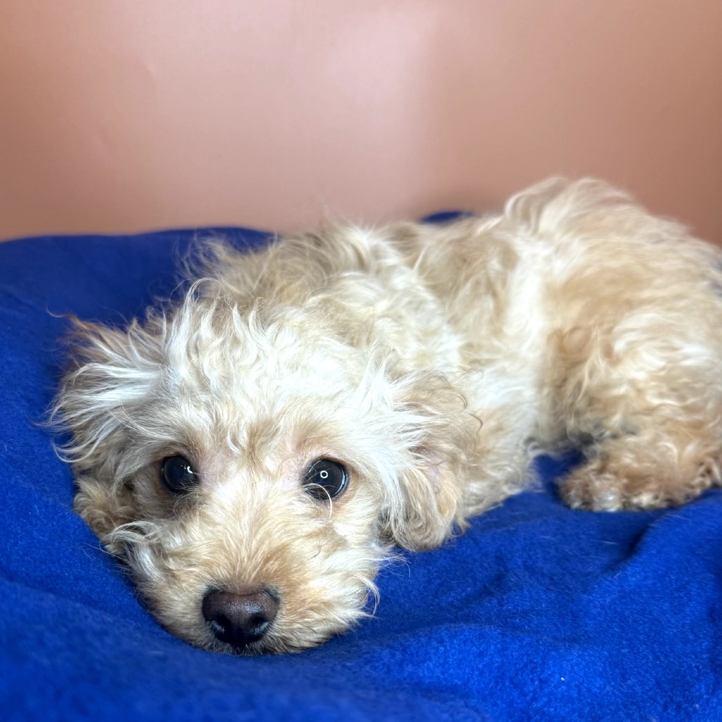 GOLDY - Terrier, Wheaten / Terrier, Border for adoption in San Antonio