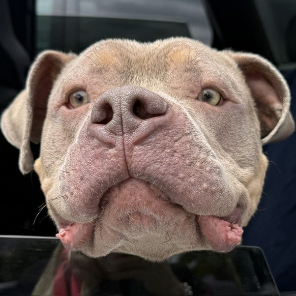 Photo of Meatball 11