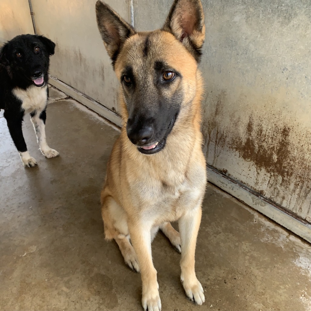 GROVER - Shepherd available for adoption