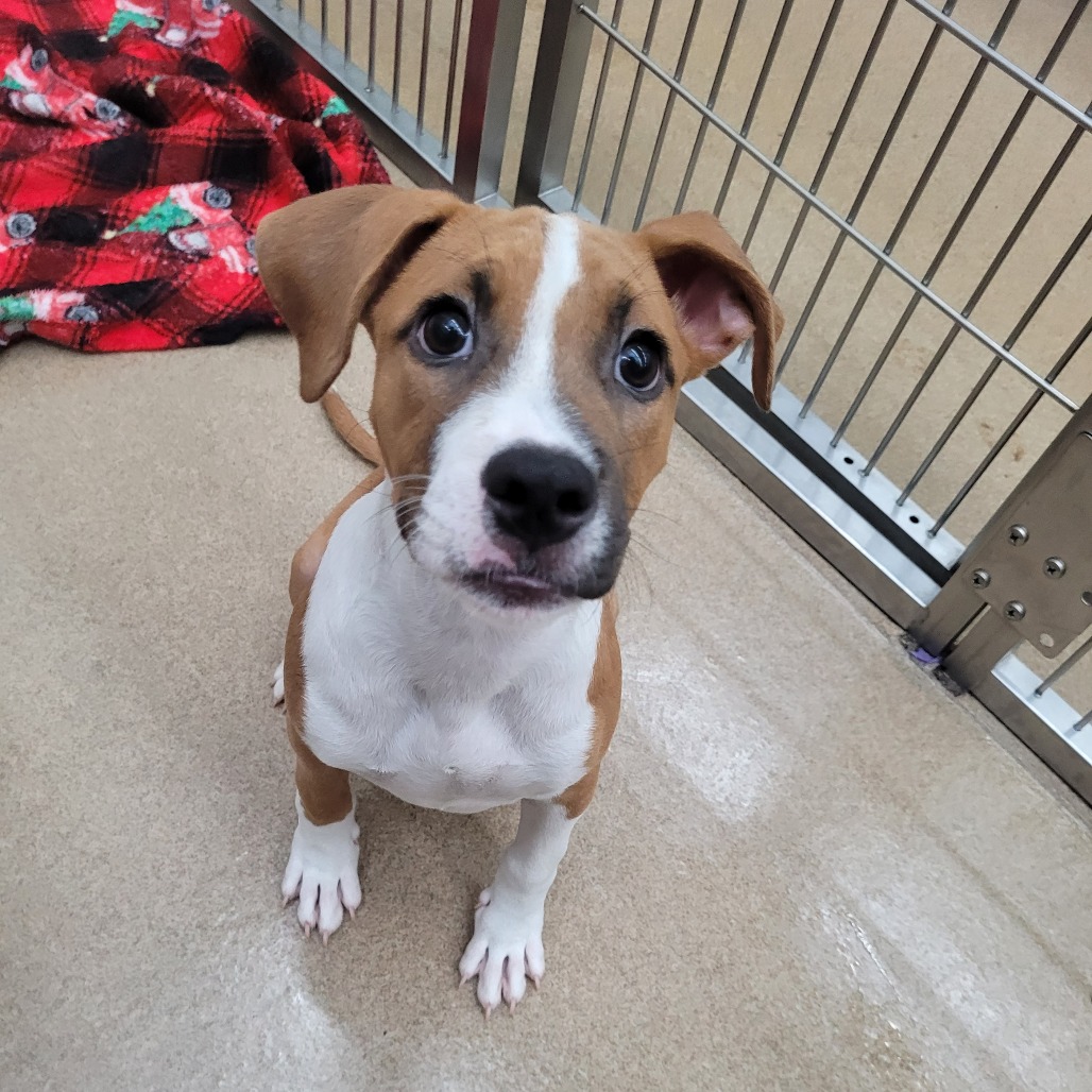 Photo of Tula, a dog adopted from Gulf Coast Humane Society