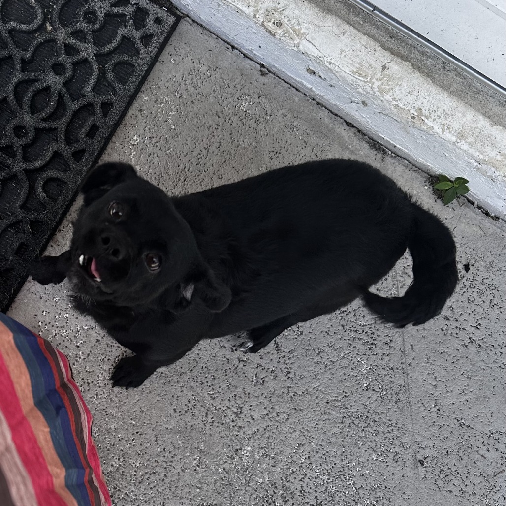 Nala