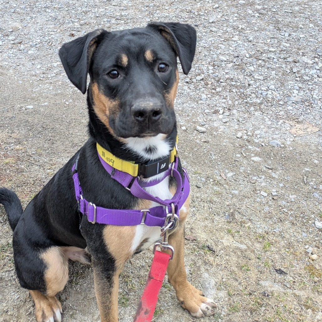 Photo of Kettlecorn 10