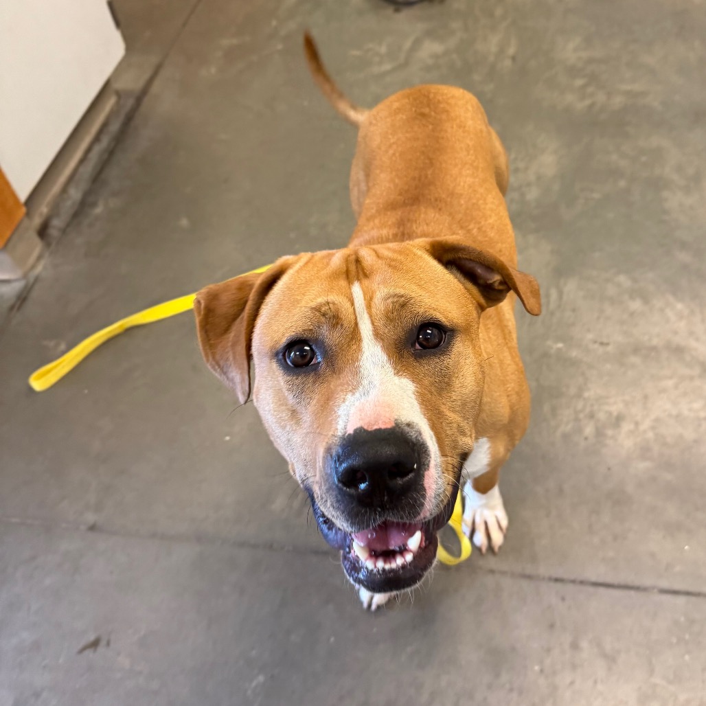 Photo of PGH-Stray-119995 6