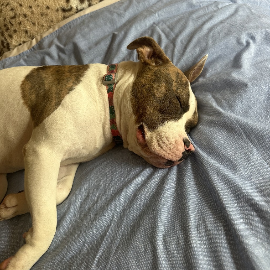 Addie, photo 5