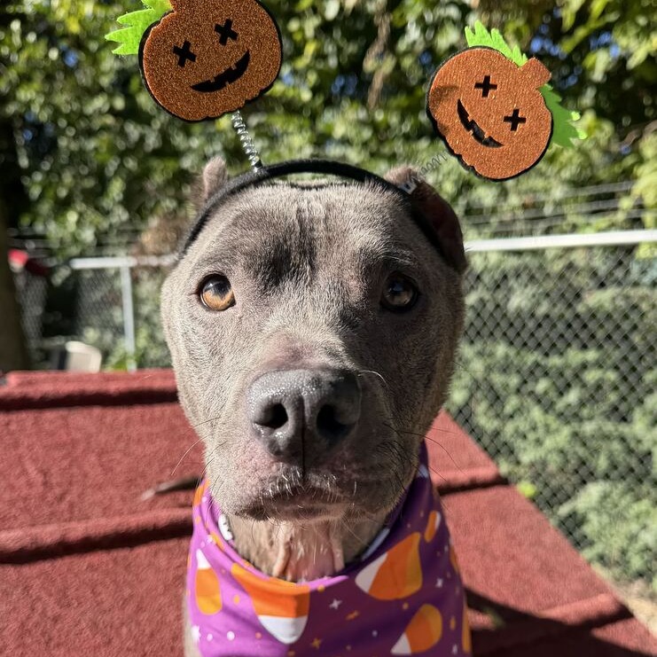 Lexie