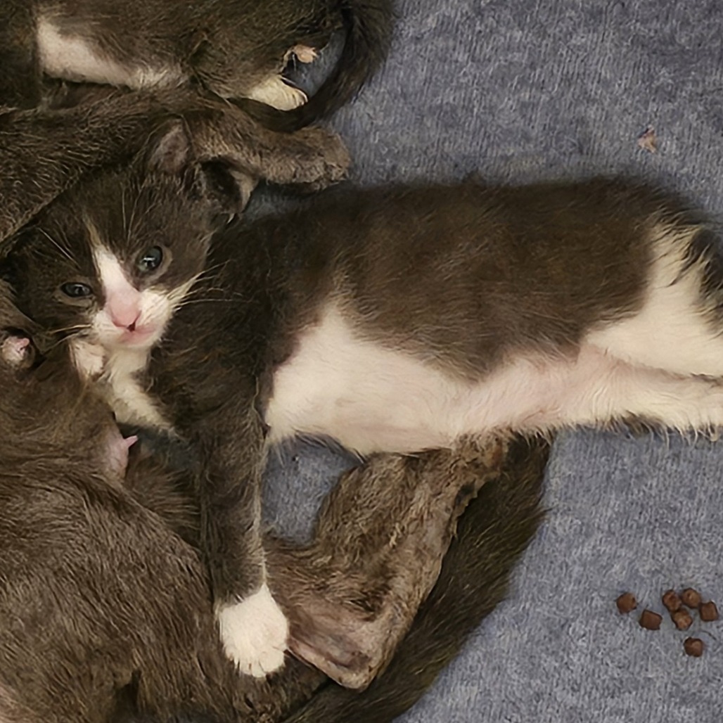 Zeus: Male 4 Domestic Shorthair