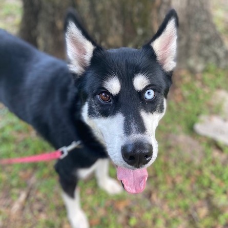 CHEWIE - Mixed Breed (Large) available for adoption