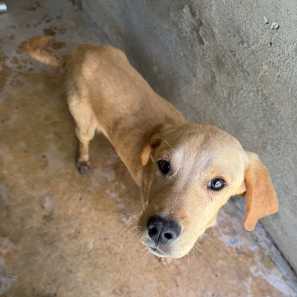  Photo of TUSC-Stray-83763_2_3