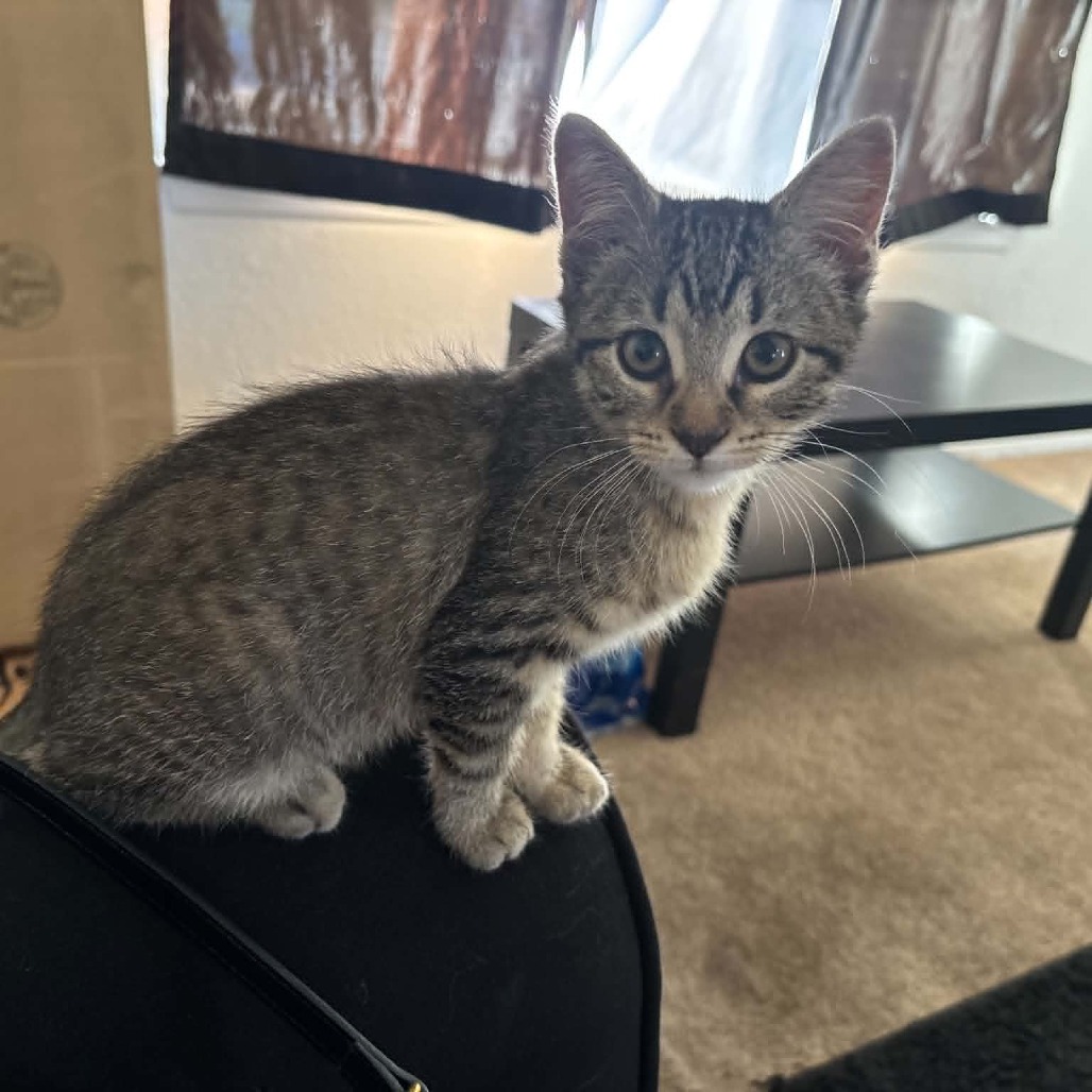 GENIE - Domestic Shorthair available for adoption