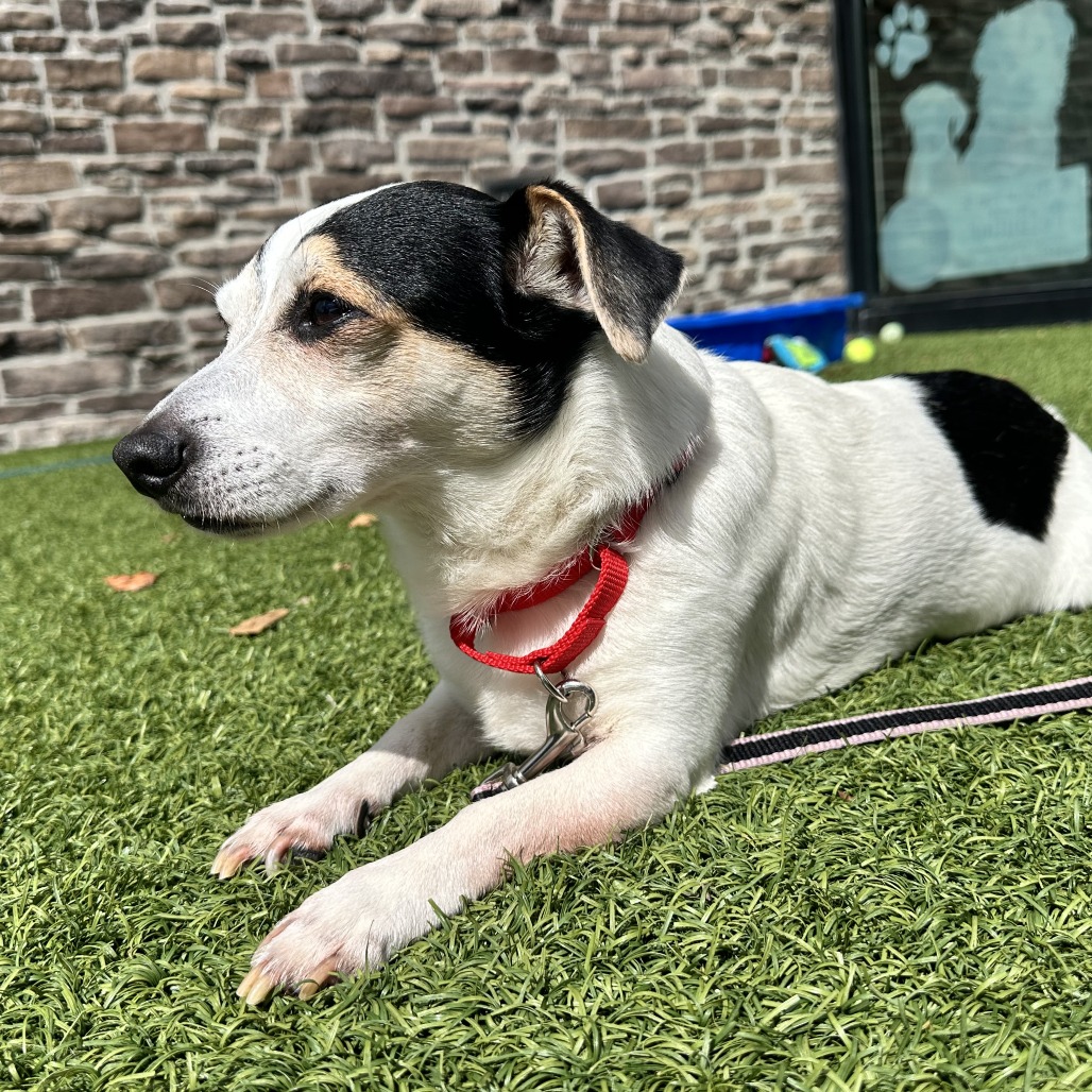 BERNIE - Mixed Breed (Small) available for adoption